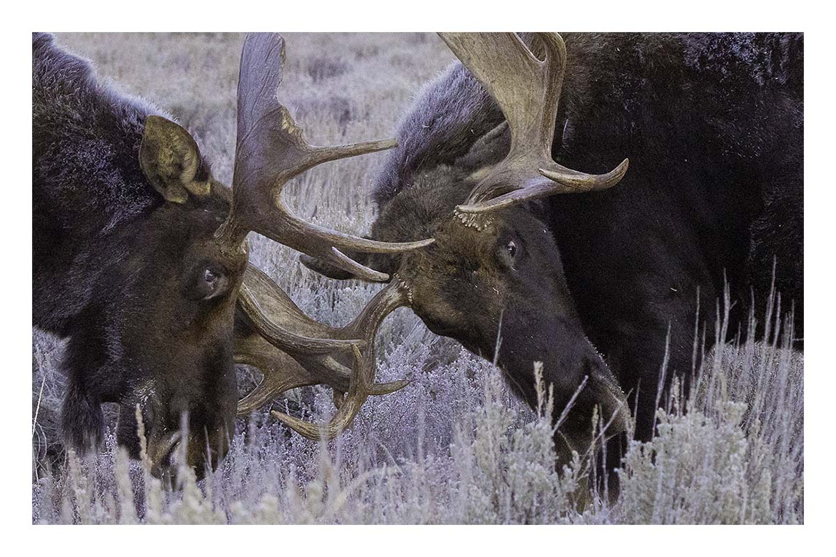 Grand Teton NP
